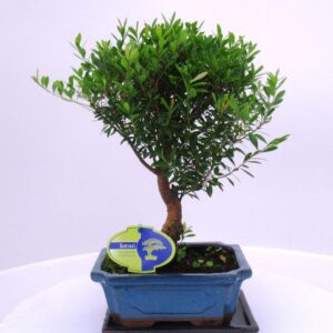 Bonsai Syzygium buxifolium, 19 cm broom with driptray
(5 Plants/Order)(19cmP 30cmH)