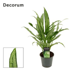 Aglaonema Cutlass Aglaonema Cutlass 12 cm (Decorum)
(10 Plants/Order)(12cmP 35cmH)