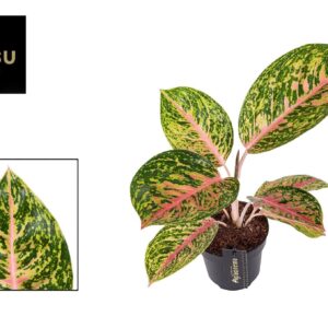 Aglaonema Spring Red Aglaonema Spring Red
(12 Plants/Order)(12cmP 45cmH)