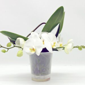 Phalaenopsis white more Ripsen Table LOS green white 
(3 Plants/Order)(12cmP 30cmH)