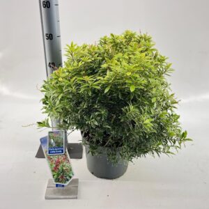 Pieris japonica Pieris jap. Little Goldy ('Opstal 65'PBR)
(1 Plants/Order)(23cmP 45cmH)
