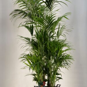 Howea forsteriana KENTIA - P44 H230 - 20PP (Howea forsteriana)
(1 Plants/Order)(44cmP 230cmH)