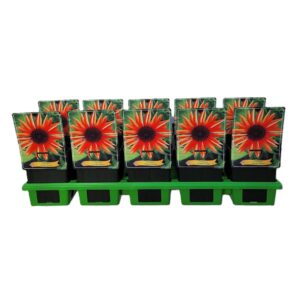 Echinacea purpurea Echinacea 'Orange Shades' P11 
(10 Plants/Order)(11cmP 25cmH)