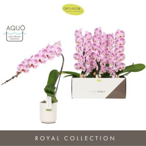 Phalaenopsis other purple more Formidablo Iguazu Falls in Molise White Aquo
(3 Plants/Order)(12cmP 60cmH)