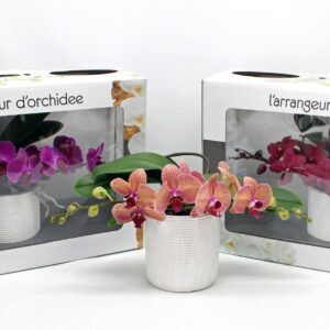 Phalaenopsis mixed L'arrangeur D'orchidee mixed (GROEN)
(1 Plants/Order)(12cmP 35cmH)