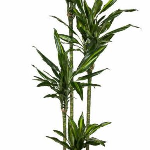 Dracaena Cintho Dracaena Cintho 120-90-60-30
(1 Plants/Order)(27cmP 190cmH)