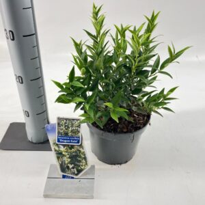 Sarcococca ruscifolia Sarcococca ruscifolia 'Dragon Gate'
(1 Plants/Order)(17cmP 25cmH)