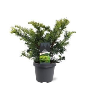 Taxus baccata Summergold Taxus baccata 'Summergold'
(1 Plants/Order)(23cmP 40cmH)