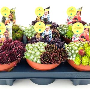 Sempervivum mix Sempervivum TRIO 13.0
(6 Plants/Order)(13cmP 11cmH)