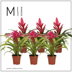 Bromelia Bromelia Pink - 12cm | Mimesis
(6 Plants/Order)(12cmP 45cmH)