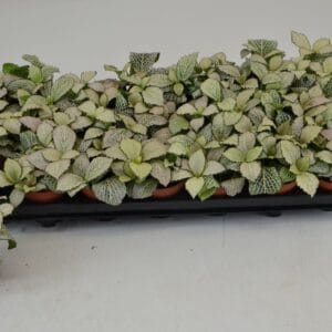 Fittonia Mosaic Purple Snow Anne FITTONIA PURPLE SNOW ANNE
(21 Plants/Order)(8.5cmP 12cmH)