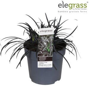 Ophiopogon planiscapus Ophiopogon planiscapus 'Nigrescens' p14
(6 Plants/Order)(14cmP 40cmH)
