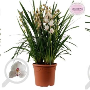 Cymbidium Cymbidium mix 10+ spike getoufd
(1 Plants/Order)(30cmP 85cmH)