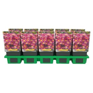 Delosperma cooperi Delosperma cooperi Delmara 'Pink' P11
(10 Plants/Order)(11cmP 25cmH)