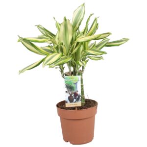 Dracaena fragrans Dracaena Diamonddream carroussel
(1 Plants/Order)(17cmP 50cmH)