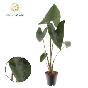 Alocasia zebrina Alocasia Zebrina
(9 Plants/Order)(14cmP 50cmH)
