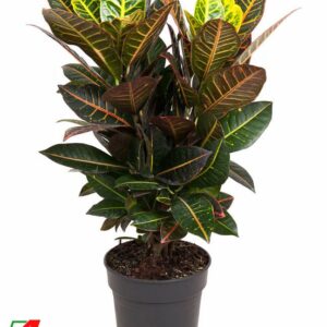 Codiaeum Petra Codiaeum Petra busch P21
(1 Plants/Order)(21cmP 70cmH)