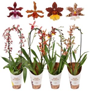 Orchideeen Bogen mix 12 cm
(4 Plants/Order)(12cmP 60cmH)