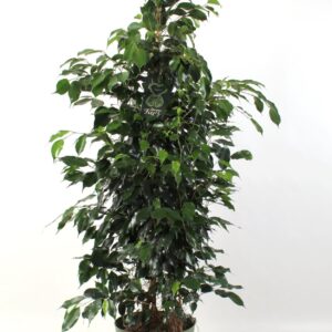Ficus Midnight Lady FICUS benjamina Midnight Lady
(5 Plants/Order)(27cmP 150cmH)