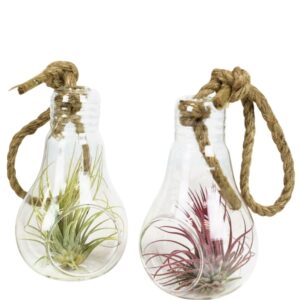 Tillandsia Arrangement Tillandsia Glas lamp touw medium
(6 Plants/Order)(8cmP 12cmH)