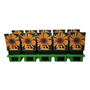 Echinacea purpurea Echinacea 'Yellow Shades' P11
(10 Plants/Order)(11cmP 45cmH)