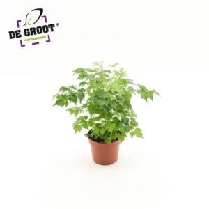 Radermachera sinica Radermachera sinica
(8 Plants/Order)(12cmP 25cmH)