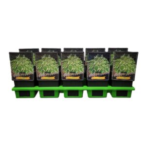 Hosta other Hosta 'Frozen Margharita' P11
(10 Plants/Order)(11cmP 25cmH)