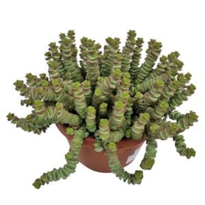 Crassula marnieriana Crassula Marnieriana Hottentot *
(4 Plants/Order)(14cmP 25cmH)