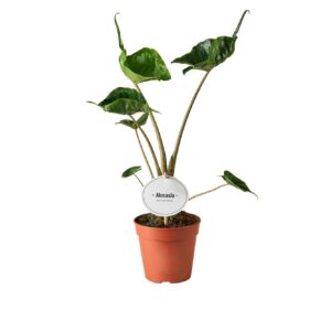 Alocasia Alocasia Stingray
(8 Plants/Order)(12cmP 30cmH)