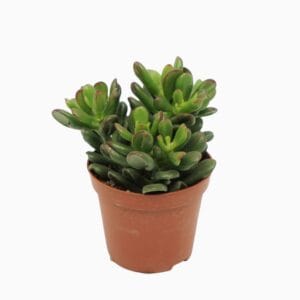 Crassula Gandalf Crassula gandalf 8,5 cm
(12 Plants/Order)(8.5cmP 10cmH)