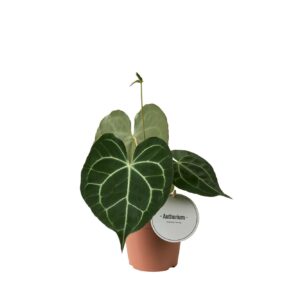 Anthurium clarinerviu Anthurium Clarinervium
(6 Plants/Order)(12cmP 35cmH)