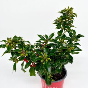 Ilex aquifolium Alaska Ilex aquifolium 'Alaska' veel kleurtonende bes, rond 20/11 red
(10 Plants/Order)(12cmP 20cmH)