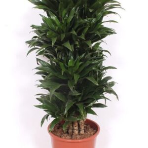 Dracaena Compacta Dracaena Compacta
(1 Plants/Order)(27cmP 100cmH)
