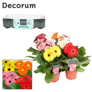 Gerbera Gerbera 3+ bl. 12cm kraag Decorum
(10 Plants/Order)(12cmP 20cmH)