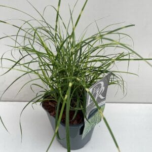 Miscanthus sinensis Little Zebra'
(6 Plants/Order)(17cmP 30cmH)