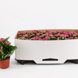 Kalanchoe Rosalina Don Geraldo Kalanchoe Double Purple, in kraag
(10 Plants/Order)(10.5cmP 23cmH)