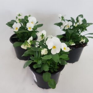 Viola Callisto F1 White Viola cornuta white
(18 Plants/Order)(9cmP 15cmH)