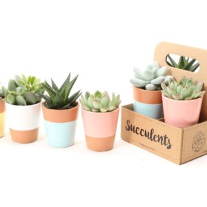 Succulenten mix Succulent mix in The Box UK - NON CITES
(6 Plants/Order)(6.5cmP 9cmH)