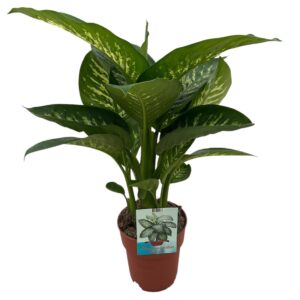Dieffenbachia Tropic Snow Dieffenbachia Tropic Snow
(5 Plants/Order)(19cmP 70cmH)