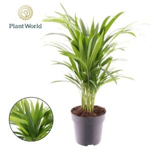 Chrysalidocarpus Dypsis lutescens (Areca)
(1 Plants/Order)(17cmP 60cmH)