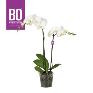 Phalaenopsis white more Ripsen King P15 BO White 2 spike
(7 Plants/Order)(15cmP 70cmH)