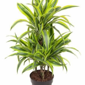Dracaena Lemon Lime Dracaena Lemon Lime 45-carrousel
(1 Plants/Order)(21cmP 90cmH)