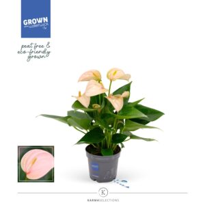 Anthurium Joli Peach Anthurium - KARMA Peach | 9cm
(6 Plants/Order)(9cmP 30cmH)