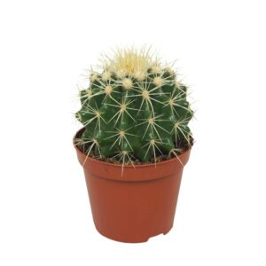 Echinocactus grusonii Echinocactus grusonii 8,5 cm
(12 Plants/Order)(8.5cmP 12cmH)