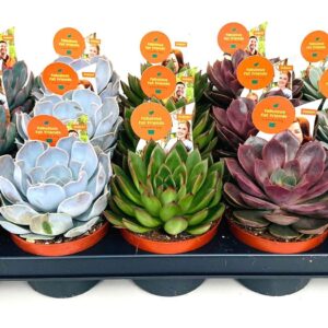 Echeveria mixed ECHEVERIA mix 10.5
(15 Plants/Order)(10.5cmP 8cmH)