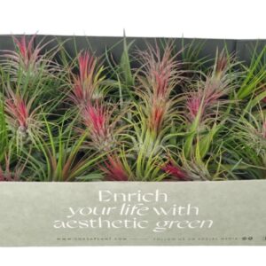 Tillandsia tillandsia mix x60
(60 Plants/Order)(5cmP 5cmH)