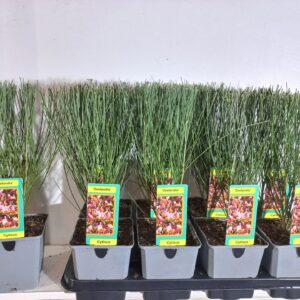 Cytisus Zeelandia Cytisus Zeelandia
(8 Plants/Order)(13cmP 45cmH)