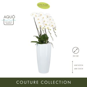 Arrangement Phalaenopsis Japanse Mountain White XL 3 spike
(1 Plants/Order)(35cmP cmH)
