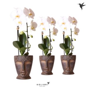Phalaenopsis Elegant Cascade Kolibri Orchids Cascade Niagara Fall white 1 spike in Totem Mask Pot
(4 Plants/Order)(12cmP 50cmH)
