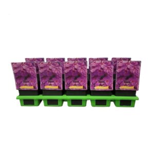 Phlox Paniculata Grp Duesterlohe Phlox Paniculata 'Düsterlohe' P11
(10 Plants/Order)(11cmP 25cmH)